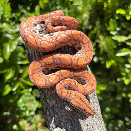 Lockwood Hypo Brazilian Rainbow Boa by Ona’s Exotics
