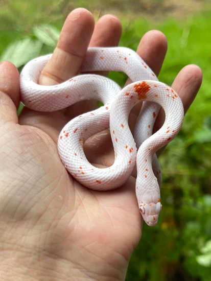 Blotched Amel Palmetto Corn Snake by Ona’s Exotics