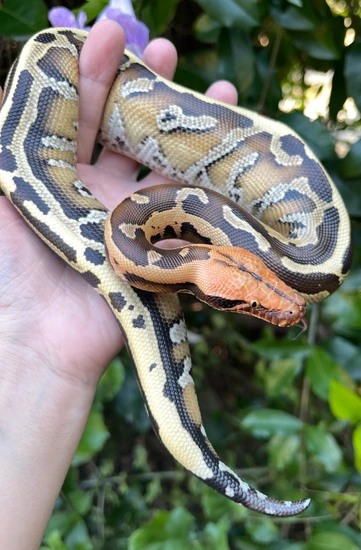 Gorgeous Red Head Genetic Stripe Borneo Short-Tailed Python by Ona’s ...