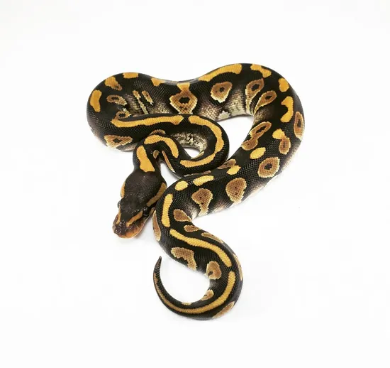 Chocolate Lace Phantom 100% Het Clown Ball Python by Rehker Reptiles