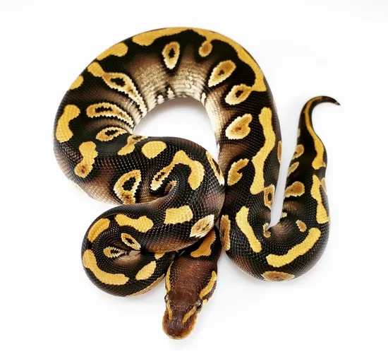 Chocolate Lace Phantom 100% Het Clown Ball Python by Rehker Reptiles