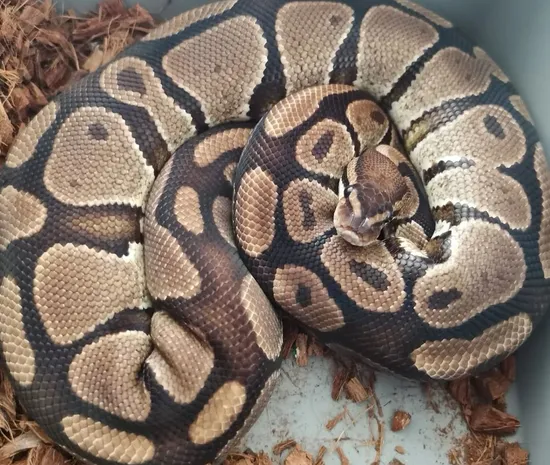 Python Reign Specter Female Proven Ball Python by Reign Supreme Royals