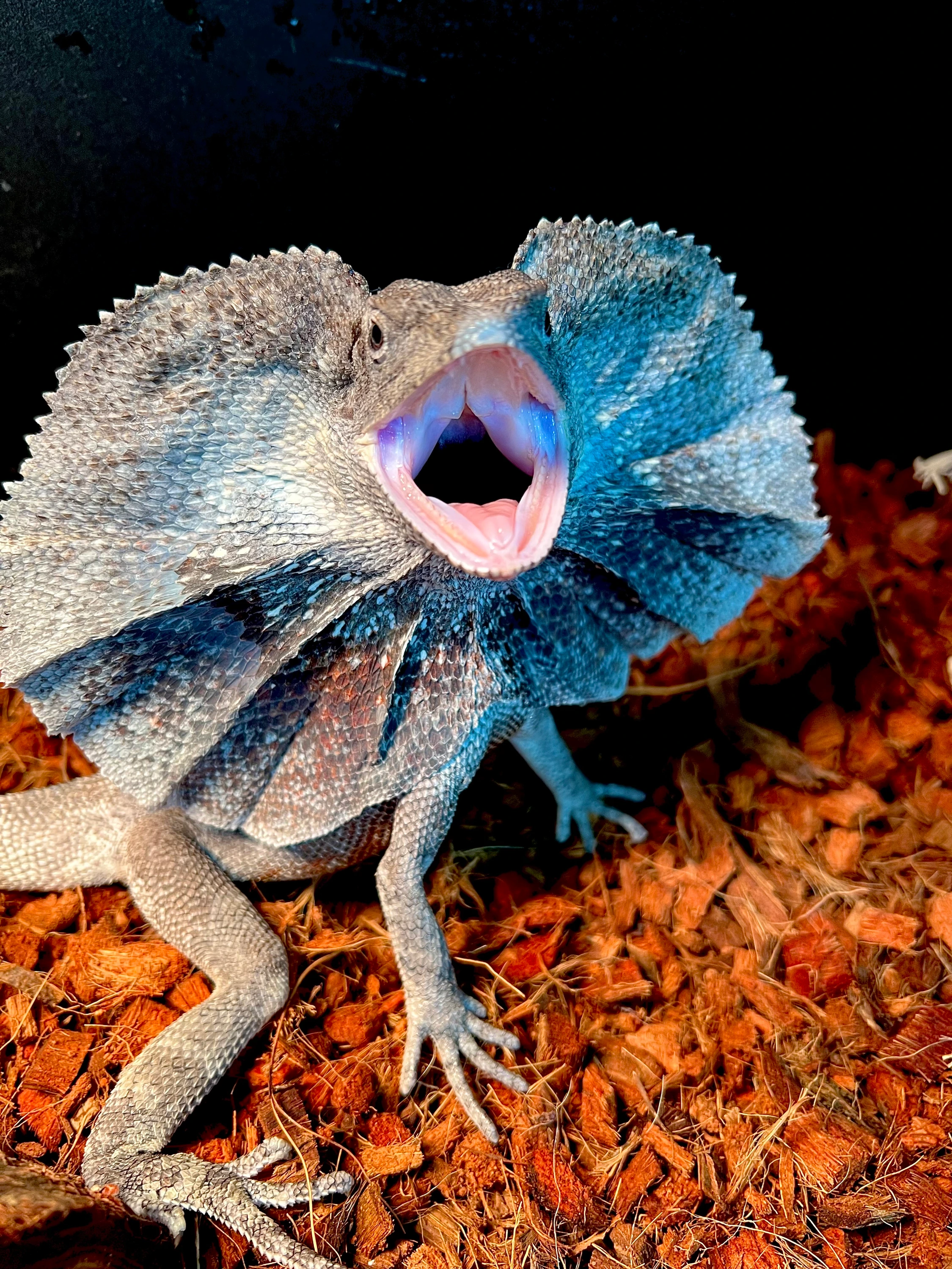 Australian Frilled Dragon More Lizards by Curious Pets and