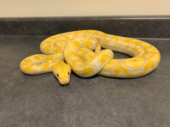 Utah Zoo Reticulated Python's Young Lavender Albino Reticulated Python by Scales & Tails Utah, Inc