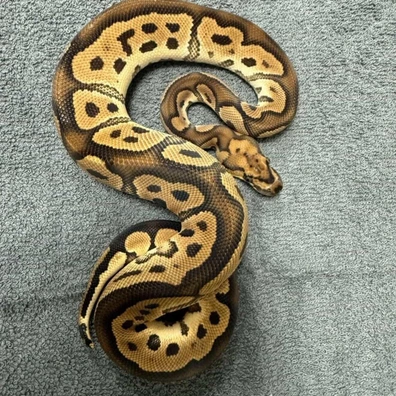 Clown Het Pied Ball Python - male for sale from René L
