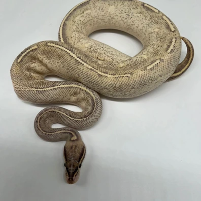 Highway Ball Python - unknown for sale from René L