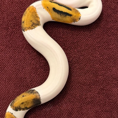 Pastel Pied Ball Python - male for sale from René L