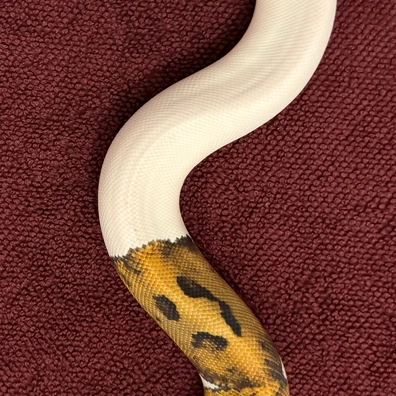 Pastel Pied Ball Python - female for sale from René L
