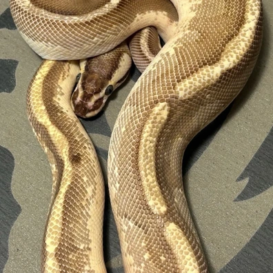 Enchi Specter Or Asphalt Yb 50% Het Clown Ball Python - male for sale from René L