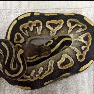 Black Pastel Mojave DH DG/GS Ball Python - female for sale from René L
