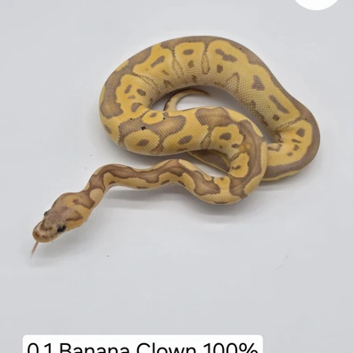 0.1 Banana Clown Het Pied