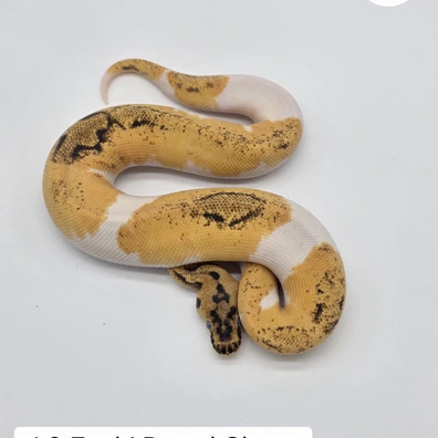 1.0 Pastel Enchi Clown Pied