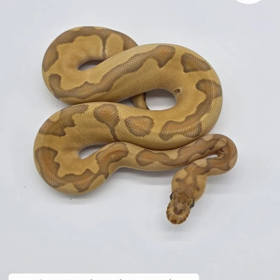0.1 Enchi Ultramel Clown