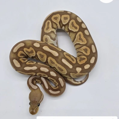 0.1 Cinnamon Ultramel 66%het. Pied