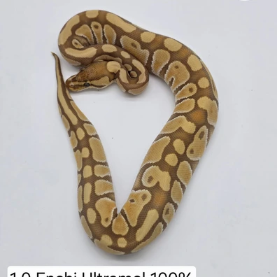 1.0 Enchi Ultramel Het. Clown