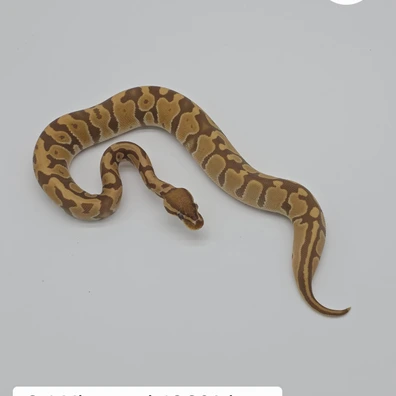 0.1 Ultramel Het Pied