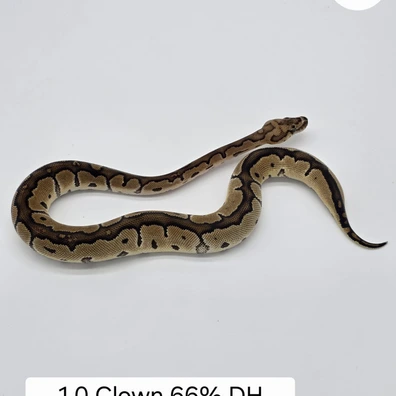 1.0 Clown 66%DH Albino/Pied