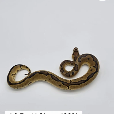 1.0 Enchi Clown Het Pied