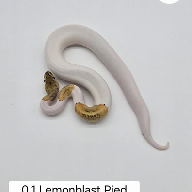 0.1 Lemonblast Pied Pos. Fire