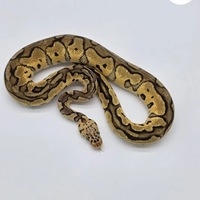 1.0 Pastel Clown