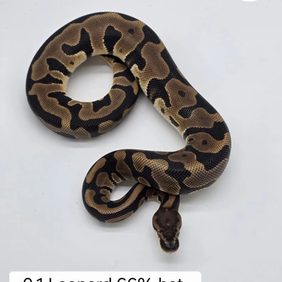 0.1 Leopard 66%het. Clown