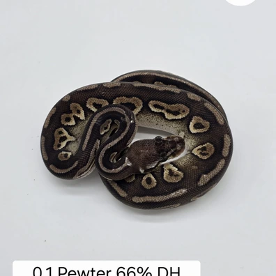 0.1 Pewter 66% DH. DG/Clown