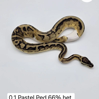 0.1 Pastel Pied 66% Het. DG