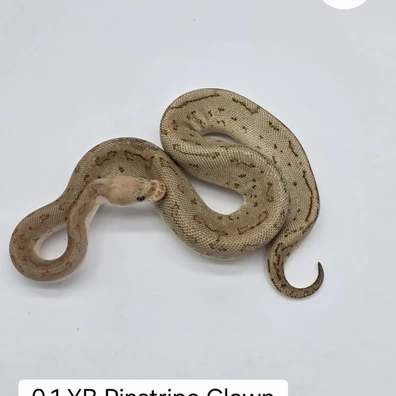 0.1 YB Pinstripe Clown Pos. HRA