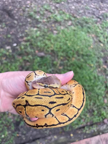 Trick Vanilla Pinstripe Ball Python by Matzen's Morphs