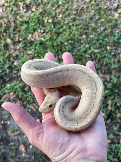 Bamboo Pinstripe Ball Python by Matzen's Morphs