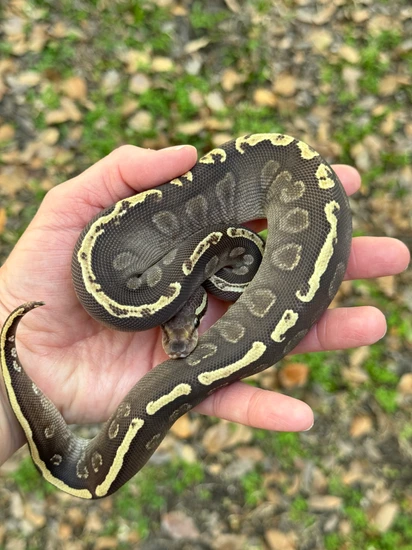GHI Mojave Vanilla Trick Ball Python by Matzen's Morphs