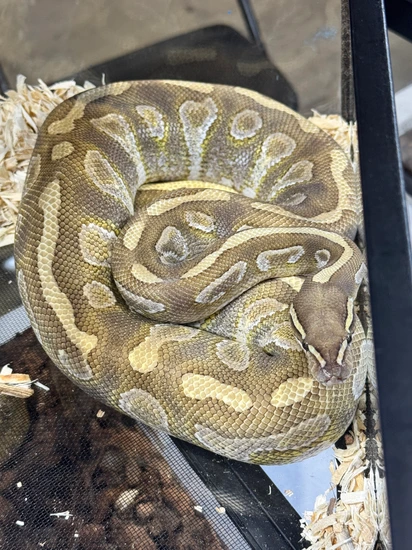 Proven Male Vanilla Mojave Trick Ball Python by Matzen's Morphs