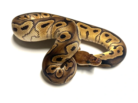 Wookie Clown Ball Python by Renowned Reptiles