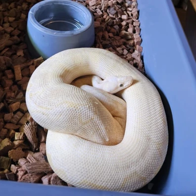 Reguis Super Pastel Enchi Clown Bananas Ball Python - male for sale from The Snake