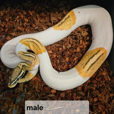 Pied Ghost Firefly Ball Python - male for sale from The Snake