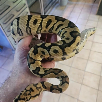 Spotnose Clown Ball Python - male for sale from The Snake