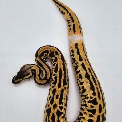 Pastel Super Leopard Orange Dream Yellow Belly Pied Het Clown Ball Python - male for sale from The Snake