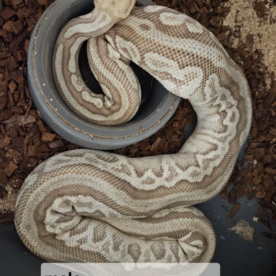 PASTAVE Leopard Clown Ball Python - male for sale from The Snake