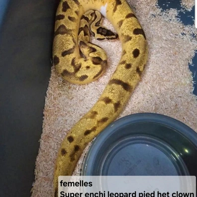 Python Reguis Super Enchi Leopard Pied Het Clown Ball Python - female for sale from The Snake