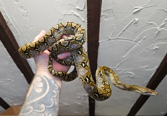 Wild Type Retic Python Wild Type Het Mocha/purple Reticulated Python by Pure Reptiles uk