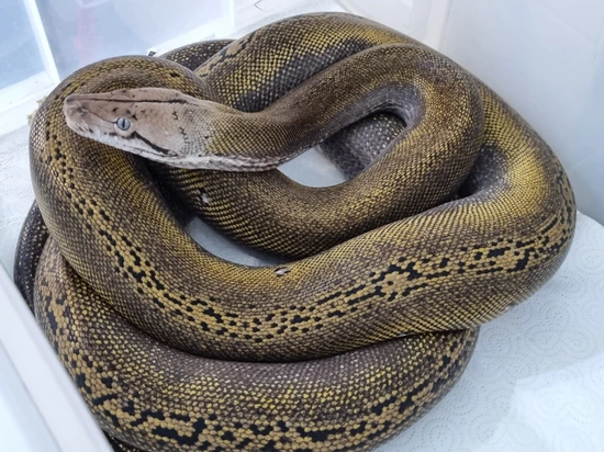 Platinum Goldenchild Het Purple 37.5%sd Reticulated Python by Pure ...