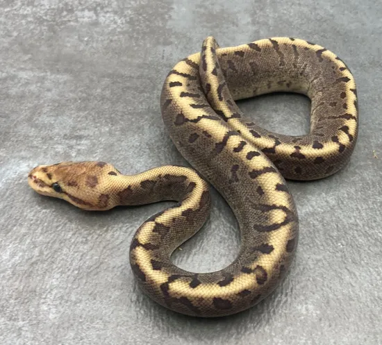 Chocolate Woma Pinstripe Ball Python by Rep-Tails
