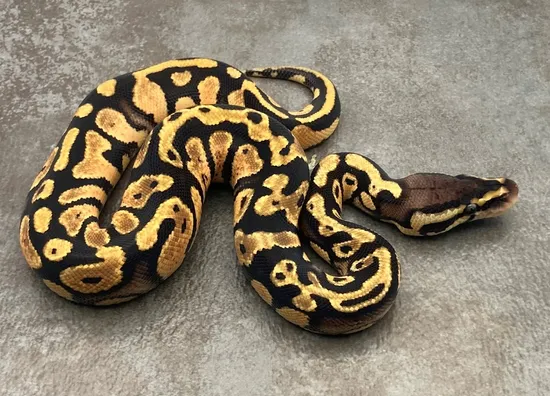 Acid Pastel Ball Python by Rep-Tails