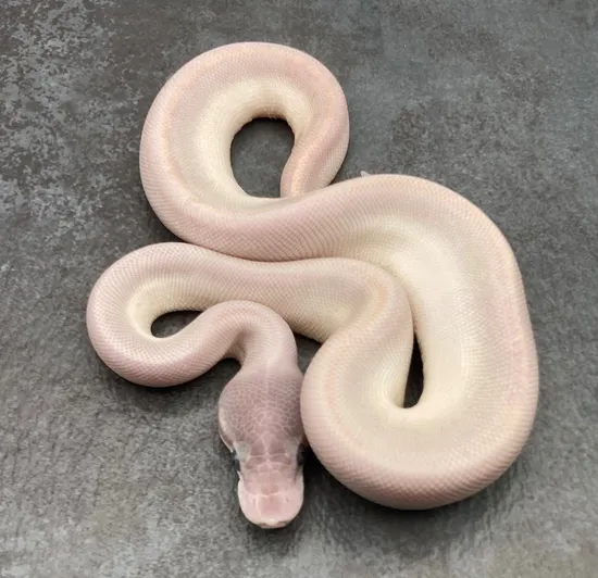 Super Mojave Ball Python by Rep-Tails