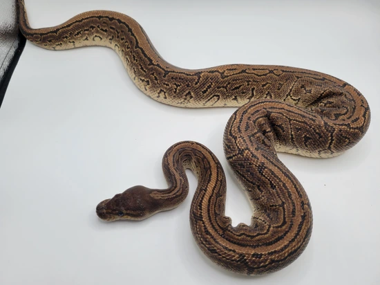 Black Pastel Pinstripe 50% DH Hypo Clown Ball Python by Morphic Exotics