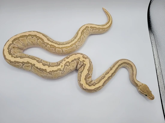 Butter Pinstripe 50% DH Hypo Clown Ball Python by Morphic Exotics