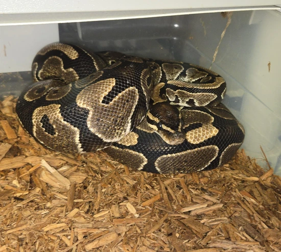 DH Hypo Puzzle Ball Python by Morphic Exotics