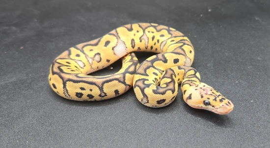 Pastel Clown 100% DH Axanthic VPI Hypo Ball Python by Morphic Exotics