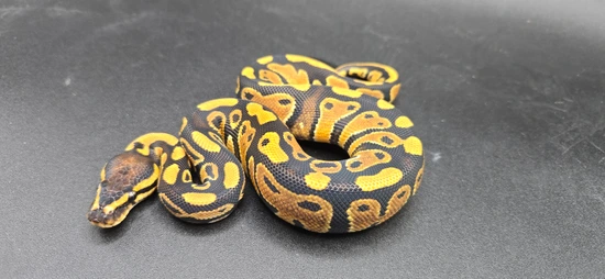 Lace DH Clown Pied 50% Het Hypo Ball Python by Morphic Exotics
