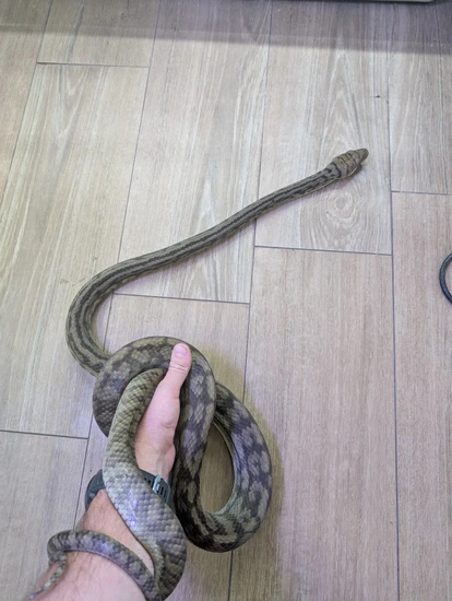 CB Striped Southern Scrub Python by AM Exotics